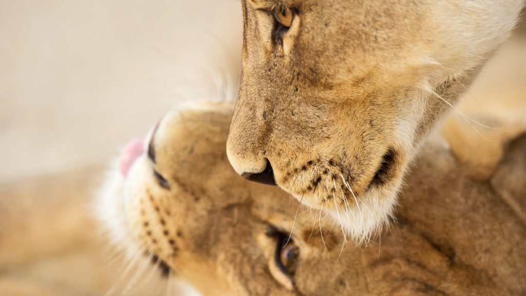 Safari Okavango Delta Botswana Afrika Abenteuerreise in Kleingruppe