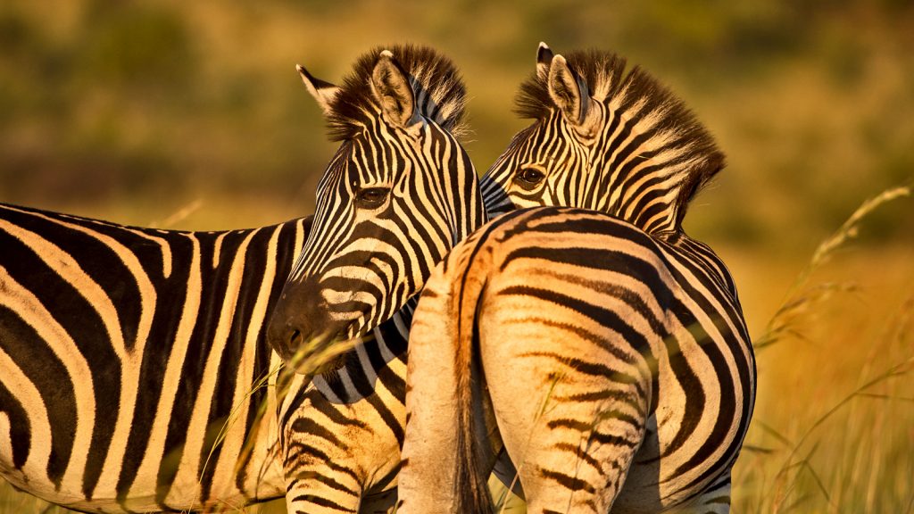 Safari Simbabwe Afrika Abenteuerreise in Kleingruppe