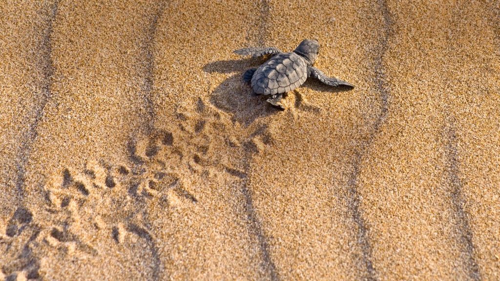 Schildkröte schlüpft am Strand in Tortuguero in Costa Rica.