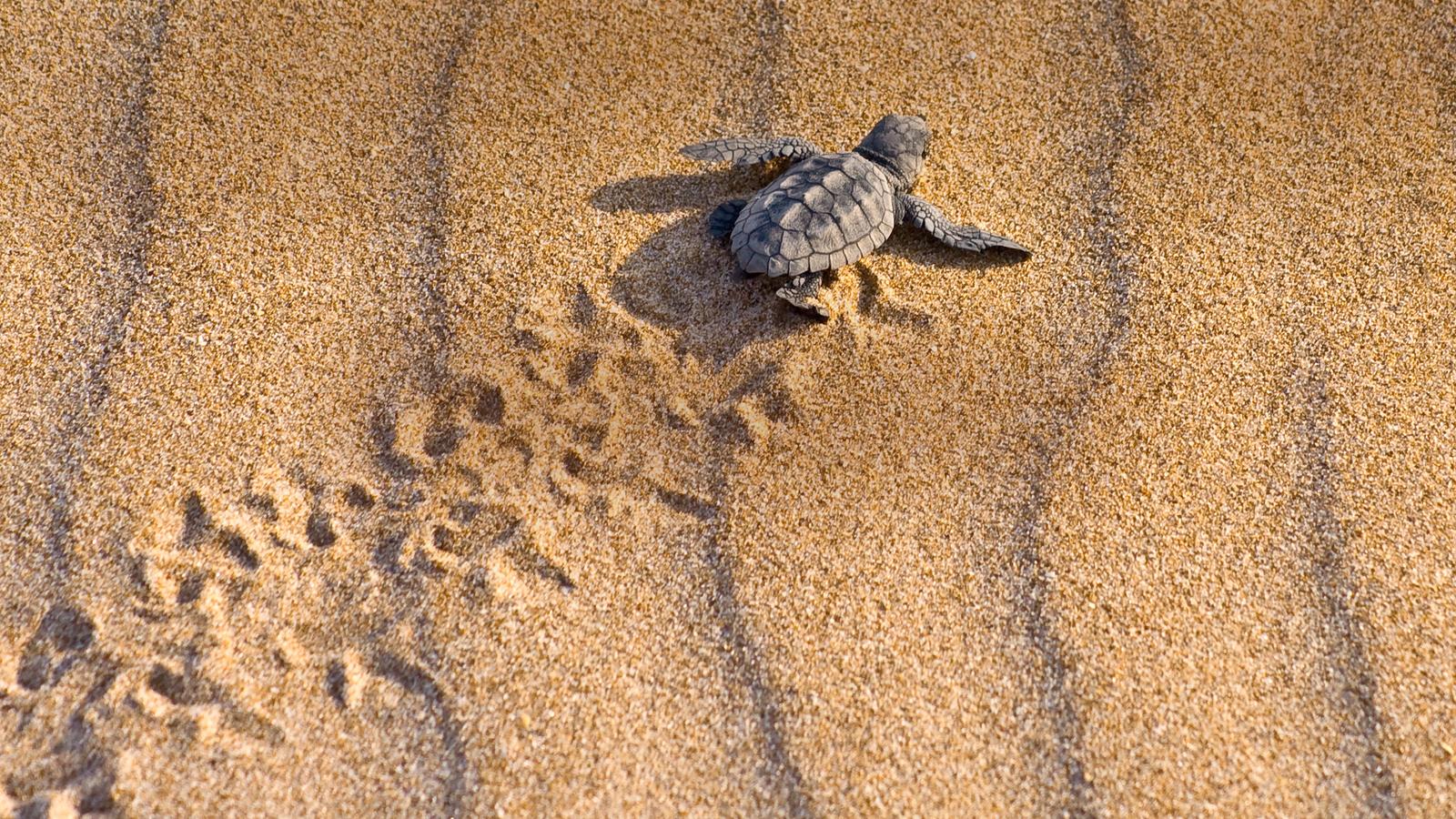 Schildkr ten Wunderland In Tortuguero Traveljunkies tours schildkr-ten-wunderland-in-tortuguero-traveljunkies-tours