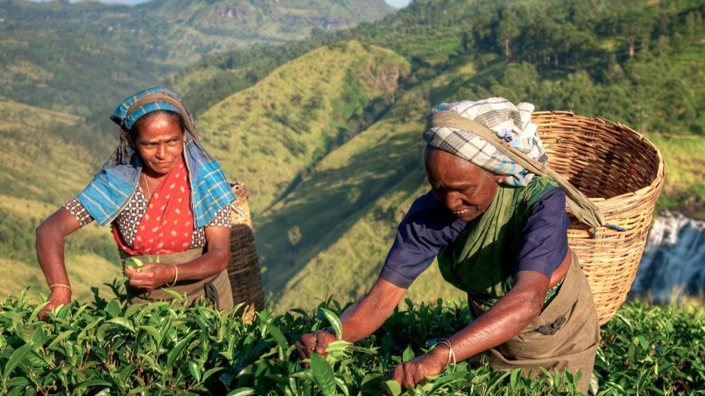 Sri Lanka Reise für junge Leute preiswert traveljunkies