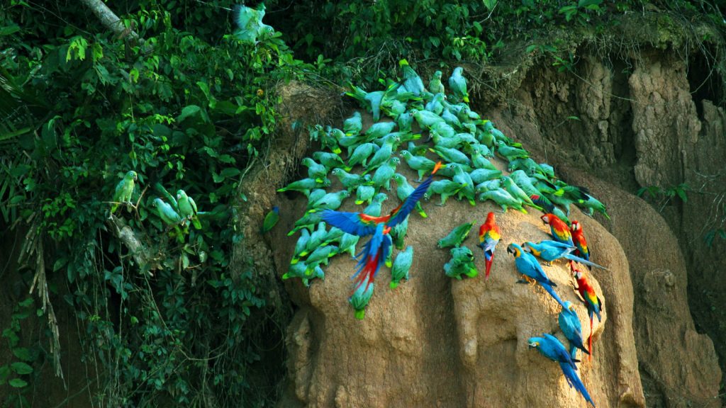 Tambopata Dschungel Erlebnis Reise traveljunkes