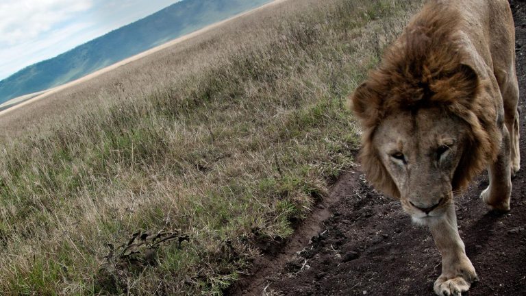 Tansania Heißluftballon traveljunkies Safari Game Drive Gruppenreise Erlebnisreise Afrika Abenteuerreise Great Migration Ngorongoro Krater Serengeti Nationalpark Reisen für junge Leute