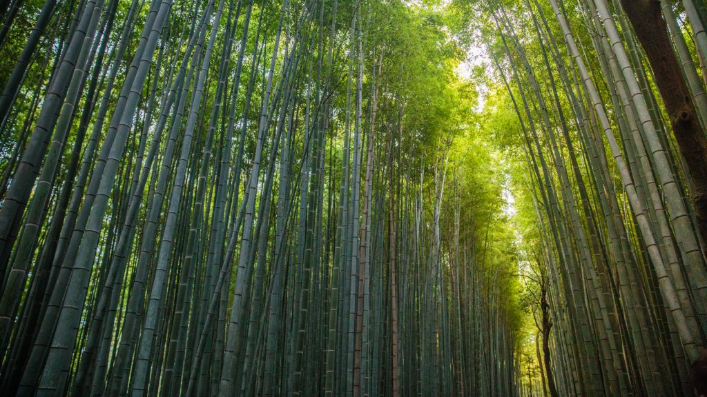 Ultimative Japan Abenteuerreise Gruppenreise traveljunkies