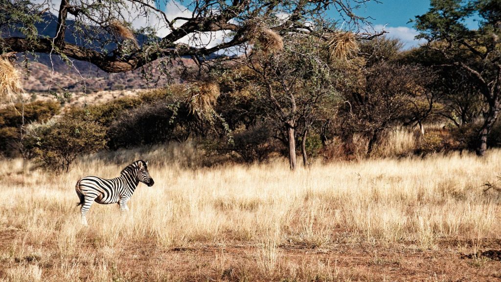 Victoria Falls Okavango Delta Safari traveljunkies Simbabwe Namibia Botswana Game Drive Gruppenreise Erlebnisreise Afrika Reisen für junge Leute