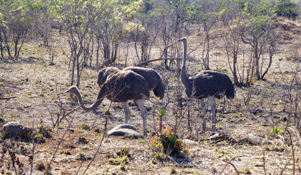 Vogelstrauss Krüger Nationalpark