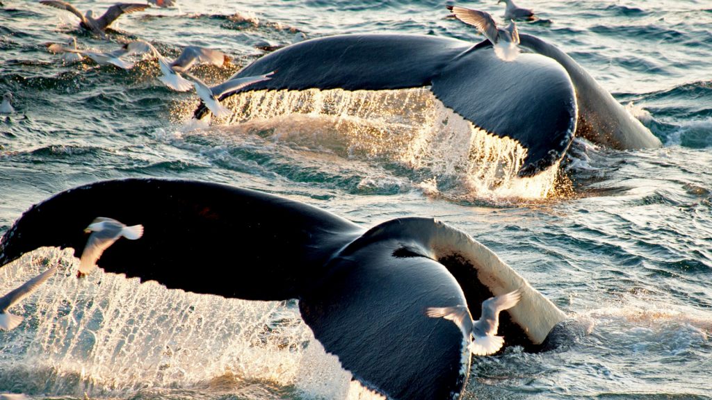 Walbeobachtung in der Arktis traveljunkies