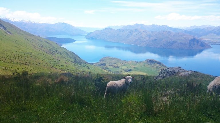 Wanaka Roys Peak aktive Gruppenreise Neuseeland Südinsel traveljunkies