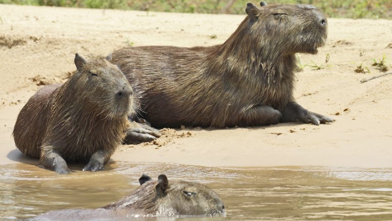 Wasserschweine im Pantanal Erlebnisreise Brasilien traveljunkies