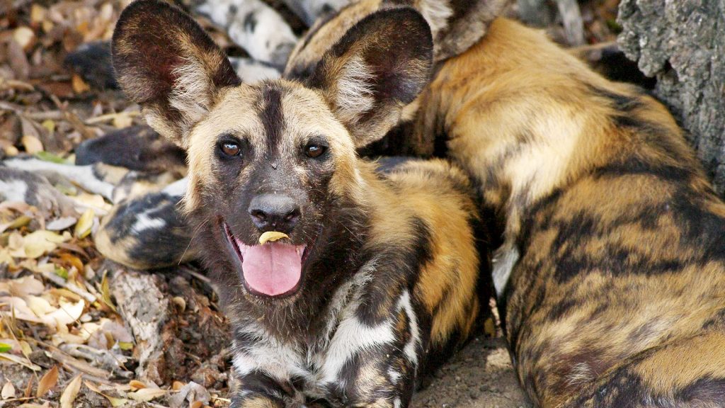 Wildhund Sambia Erlebnisreise & Safari in kleiner Reisegruppe traveljunkies
