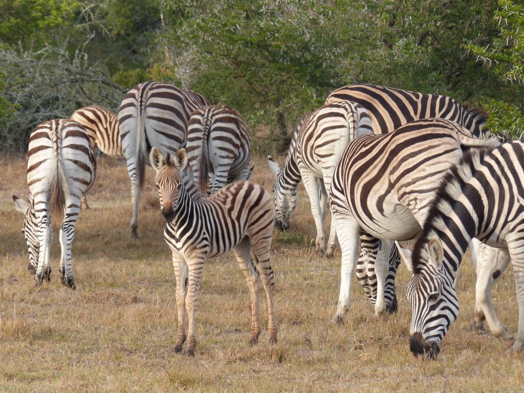 zebras