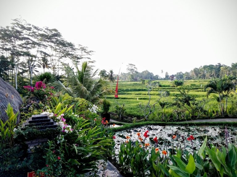 Campuhan Ridge Walk Bali