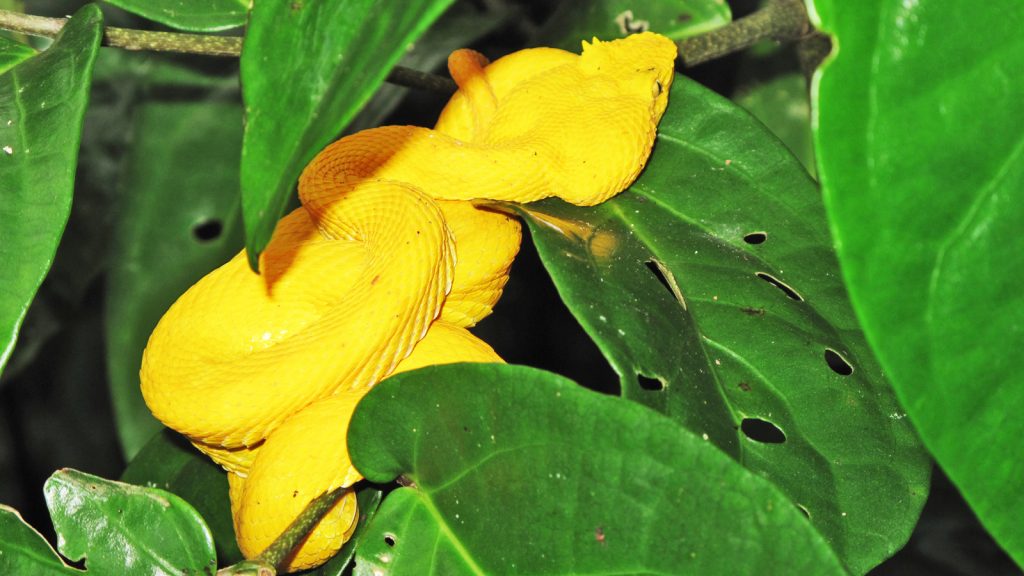 Gelbe Schlange in Costa Rica traveljunkies