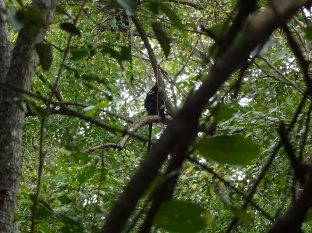 Haubenlangur im Urwald