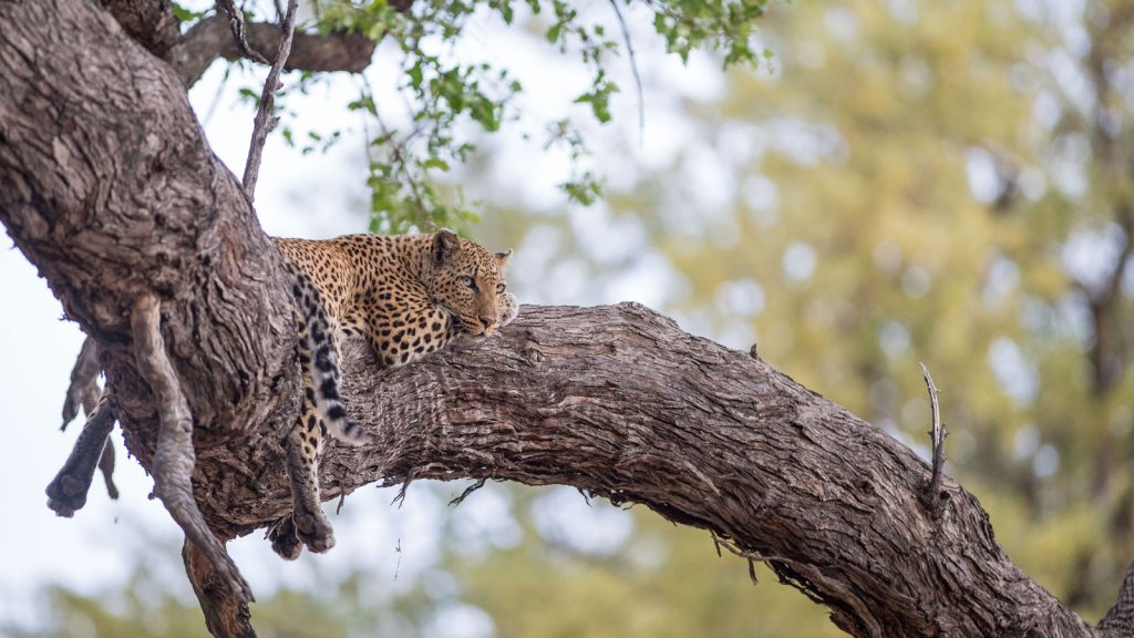 leopard Sambia Safari und reisen traveljunkies