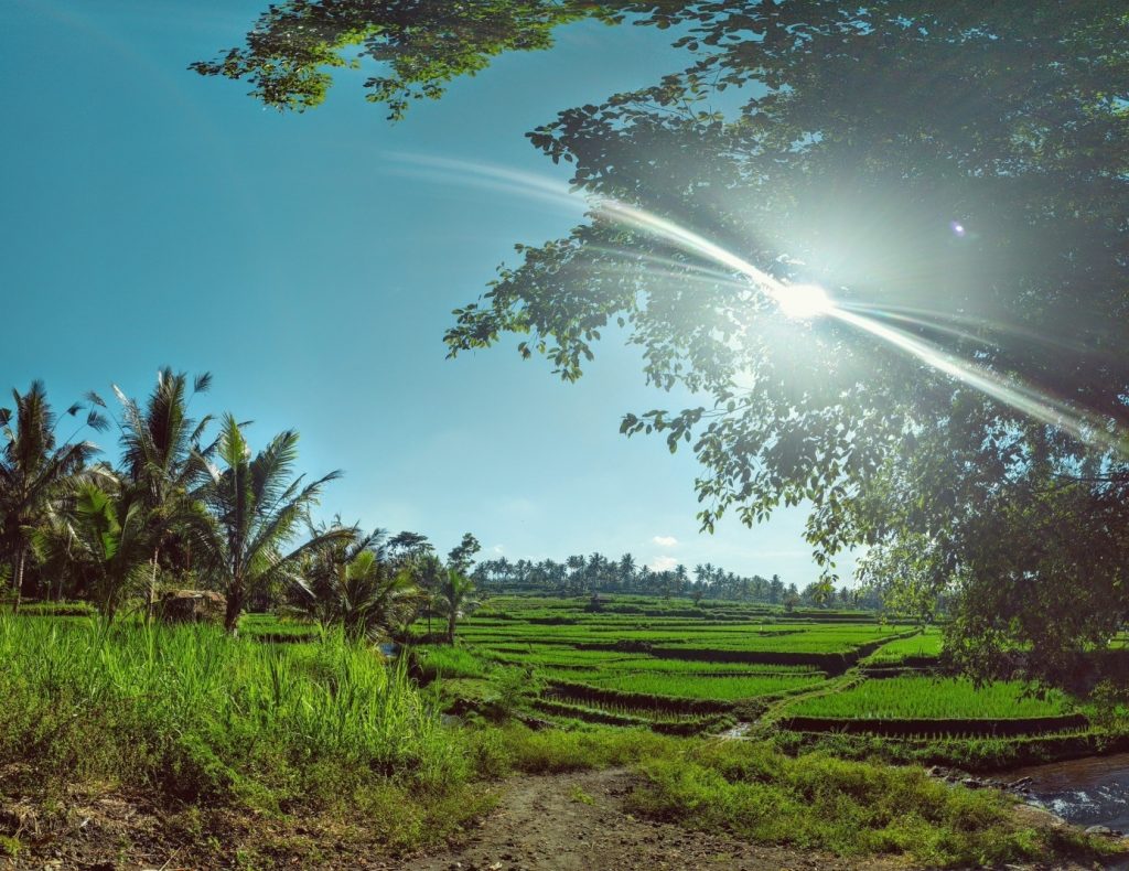 Reisanbaufelder bei Nasri