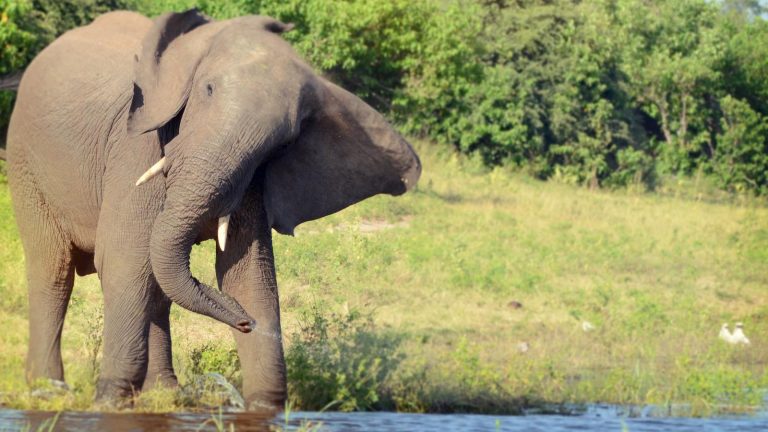 traveljunkies Afrika Südafrika Botswana Simbabwe Reisen für junge Leute Safari Elefant Krüger Nationalpark Okavango Delta Victoriafälle