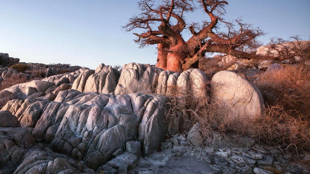 traveljunkies Johannesburg Südafrika Simbabwe Victoriafälle Chobe Okavango Krüger Nationalpark Karongwe Afrika Safari National Geographic Gruppenreise Abentuerreise Erlebnisreise Botsuana