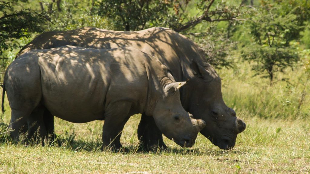 traveljunkies Kapstadt Johannesburg Krüger Nationalpark Karongwe Okavango Delta Chobe Simbabwe Südafrika Botswana Afrika National Geographic Gruppenreise