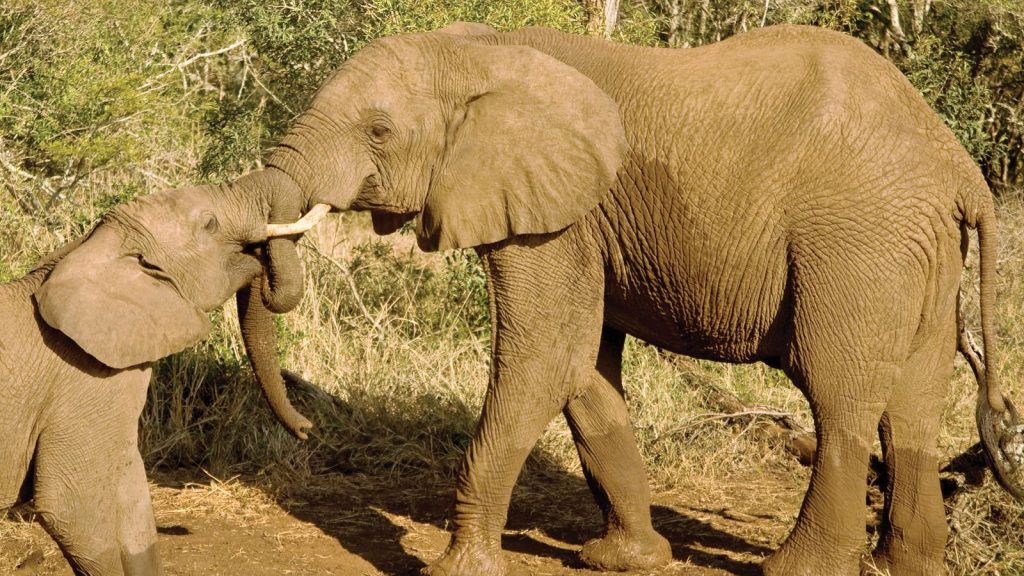 traveljunkies Kenia Safari Game Drive Gruppenreise Erlebnisreise Afrika Nairobi Abenteuerreise Masai Mara Great Migration Lake Nakuru Amboseli Nationalpark National Geographic