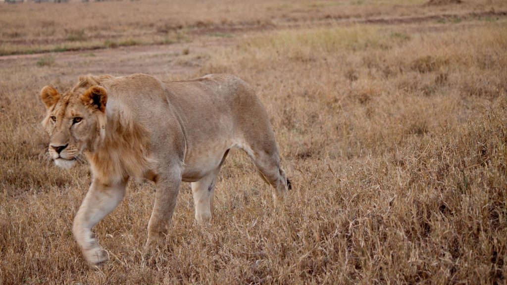 traveljunkies Löwe im Serengeti Nationalpark Reisen für junge Leute Abenteuerreise Serengeti Victoriafälle Gruppenreise