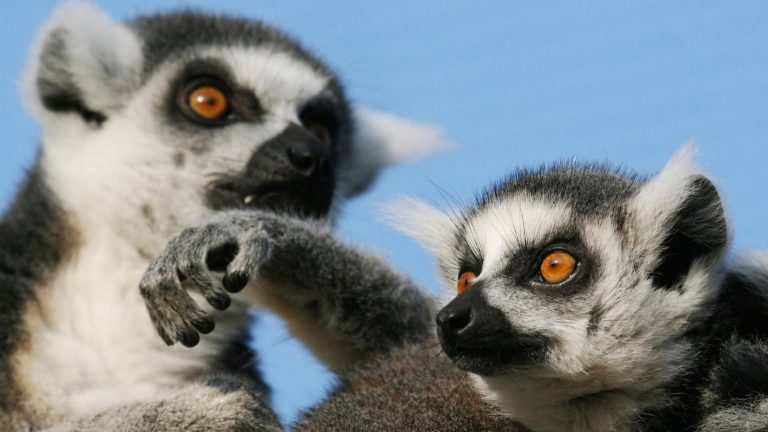 traveljunkies Madagaskar Abenteuerreise Lemuren Rundreise Gruppenreise Erlebnisreise Afrika