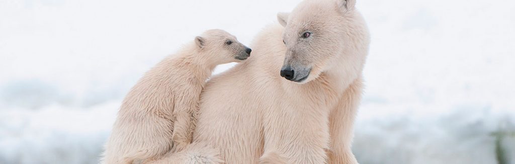 traveljunkies Polarbären im Eis Nordpol Rundreise in der Arktis