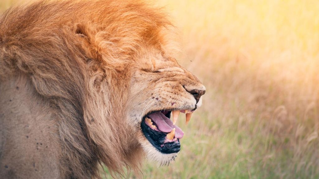 traveljunkies Rundreise Tansania Kenia Afrika Safari Nairobi Serengeti Ngogngoro Masai Mara Erlebnisreise Abenteuerreise Gruppenreise Adventure Camping